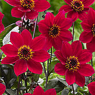 кормина Happy Days Red, фото 4