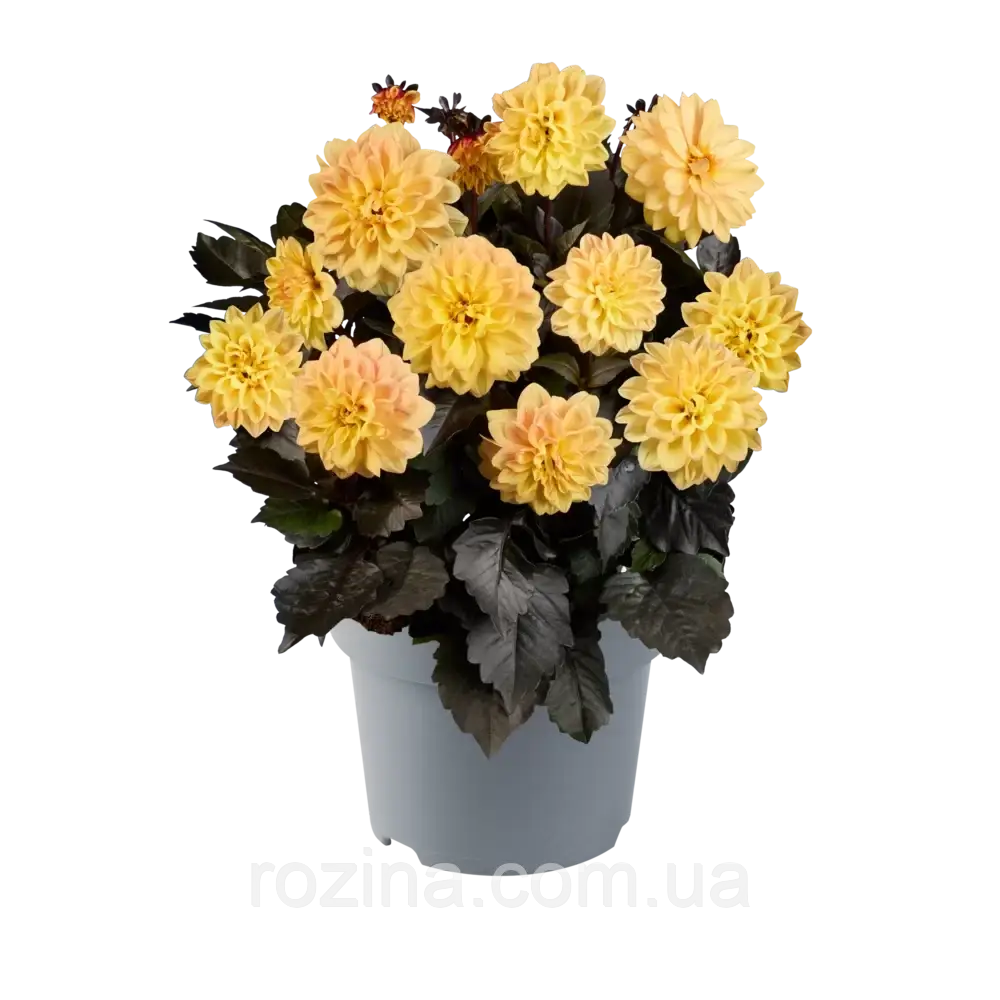 Жоржина Xantico DL Yellow