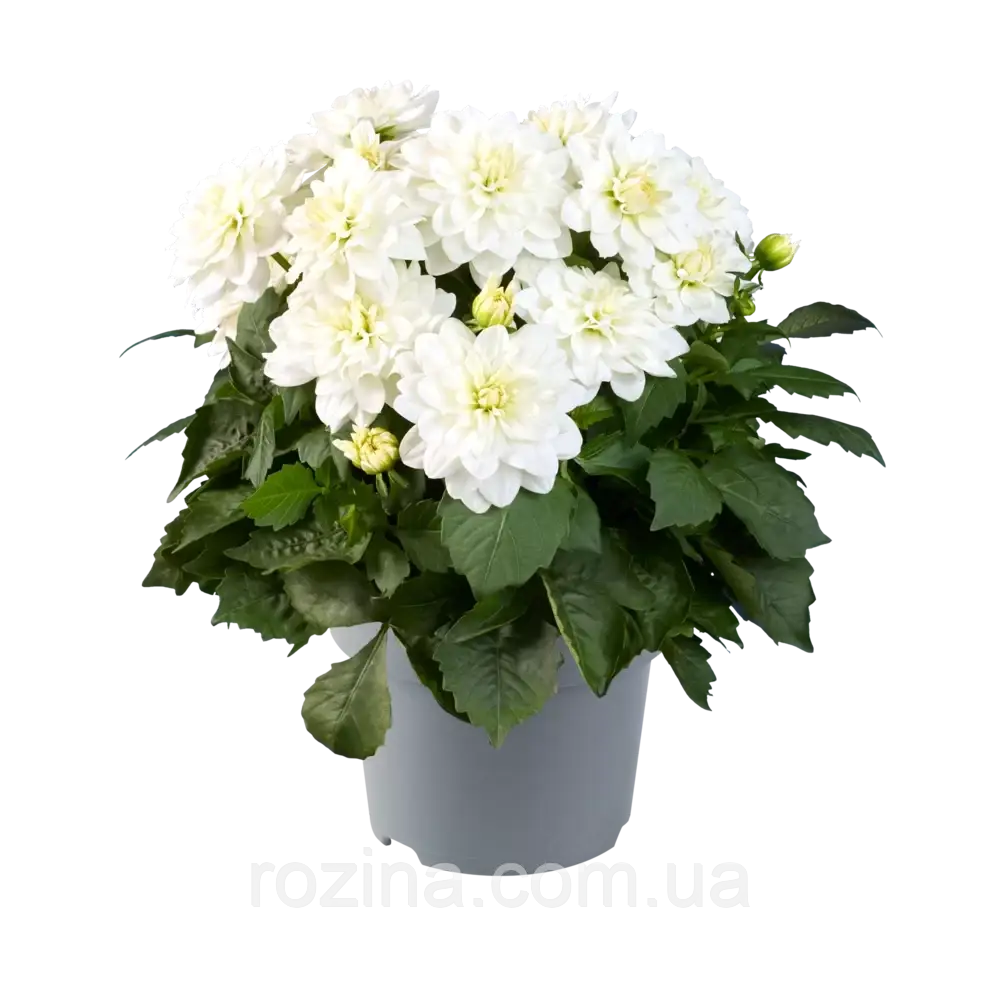 Жоржина Xantico Gl White