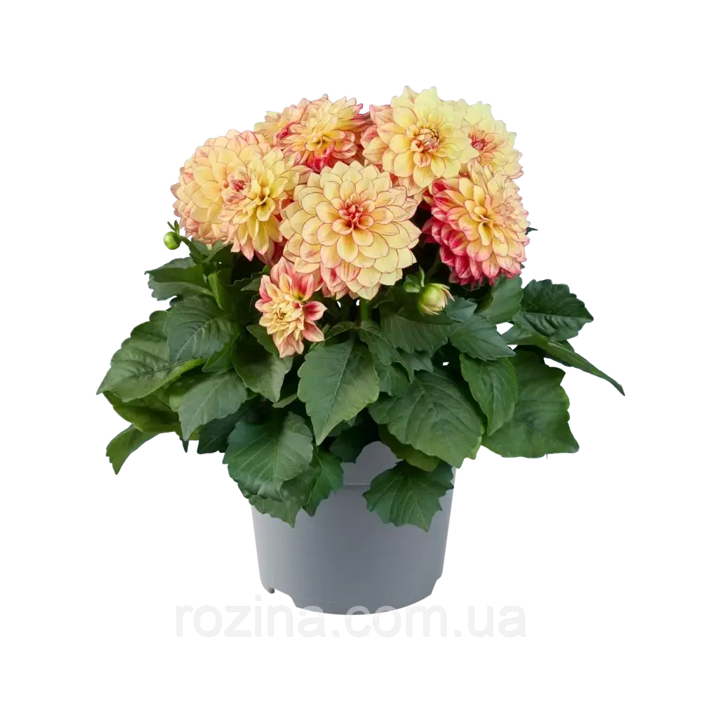 Жоржина Xantico Gl Yellow Red Bicolour, фото 1