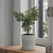 Евкаліпт "Бебі Блю"/ Eucalyptus "Baby Blue"., фото 3