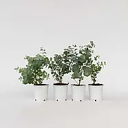 Евкаліпт "Бебі Блю"/ Eucalyptus "Baby Blue"., фото 5