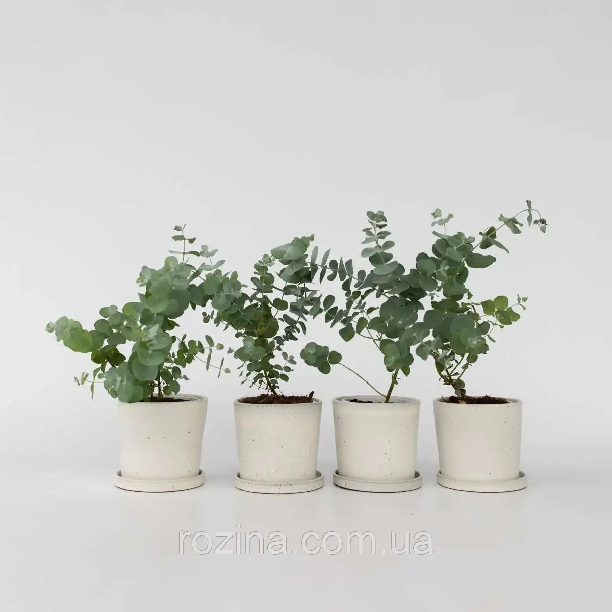 Евкаліпт "Бебі Блю"/ Eucalyptus "Baby Blue".