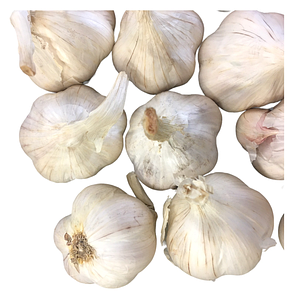 Посівний часник