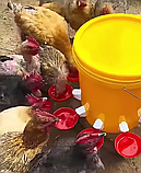 Поїлка для птахів із гвинтом, чашкова поїлка (курки, качки, гуси, індички, перепели, фазани тощо), фото 8