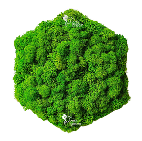 Плитка зі скандинавського моху. Мохова плитка з ягелю