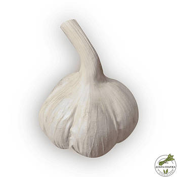 Ярий часник Ярус (Jaruś) для посадки - 1000 грам