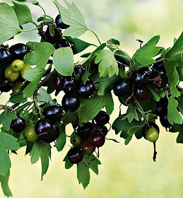 Ароматизатор Йошта в/р; 1948, фото 1