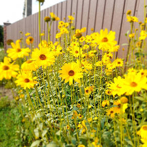 Соняшник багаторічний Монарх, фото 2