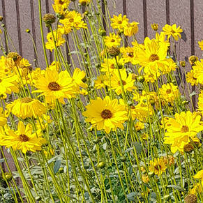Соняшник багаторічний Монарх, фото 3