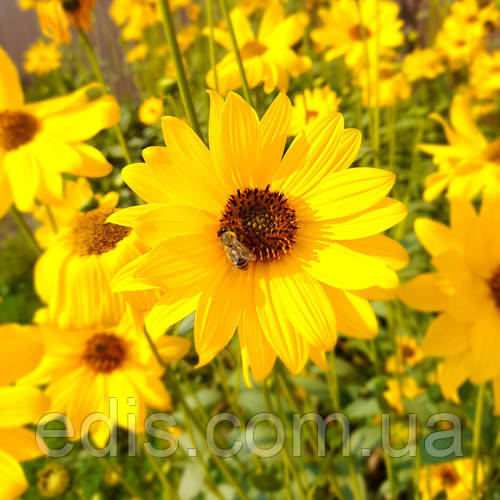 Соняшник багаторічний Монарх