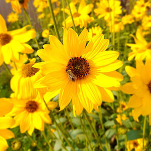 Соняшник багаторічний Монарх, фото 1