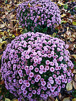 Хризантема куляста мультифлора "Кнайп Роуз"