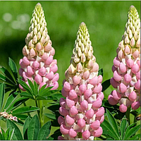 Люпин рожевий багатолистий Lupini Pink Shades готовий до висаджування