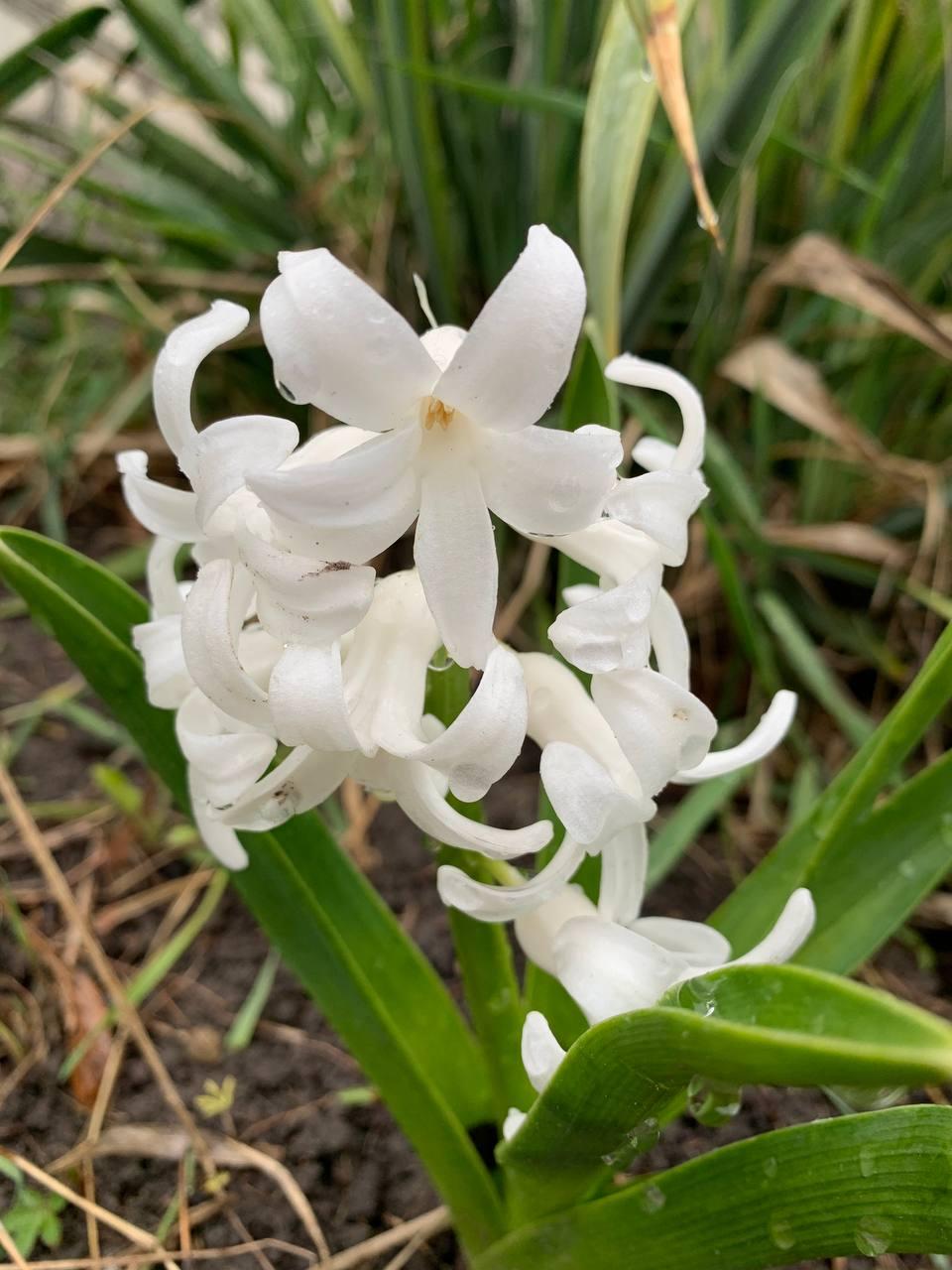 Гіацинт східний 'White Pearl' 1 цибулина