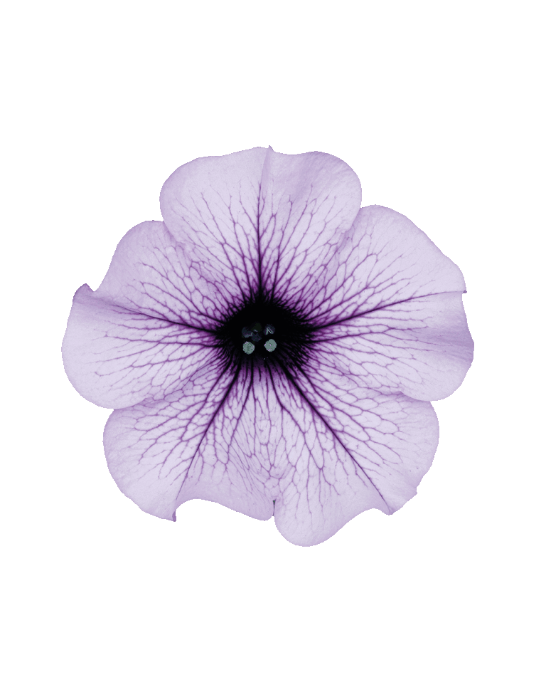 Петунія Vivini Violet Vein, фото 1