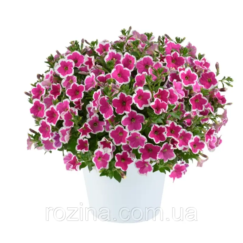Петунія Capella Rim Fuchsia
