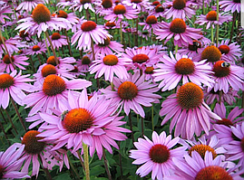 Ехінацея пурпурова саджанець