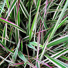 Фалярис Триколор, декоративний злак, саджанець, фото 3