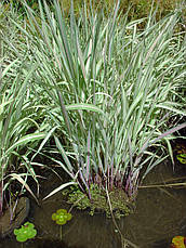 Фалярис Триколор, декоративний злак, саджанець, фото 4