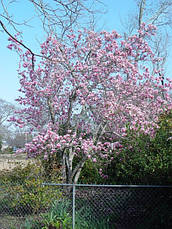 Магнолія Суланжа Alexandrina 80-100см, Магнолія Суланжа Олександра, Magnolia x Soulangeana Alexandrа, фото 6