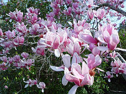 Магнолія Суланжа Alexandrina 80-100см, Магнолія Суланжа Олександра, Magnolia x Soulangeana Alexandrа, фото 5