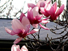 Магнолія Суланжа Alexandrina 80-100см, Магнолія Суланжа Олександра, Magnolia x Soulangeana Alexandrа, фото 4