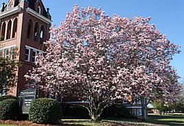 Магнолія Суланжа Alexandrina 80-100см, Магнолія Суланжа Олександра, Magnolia x Soulangeana Alexandrа, фото 3