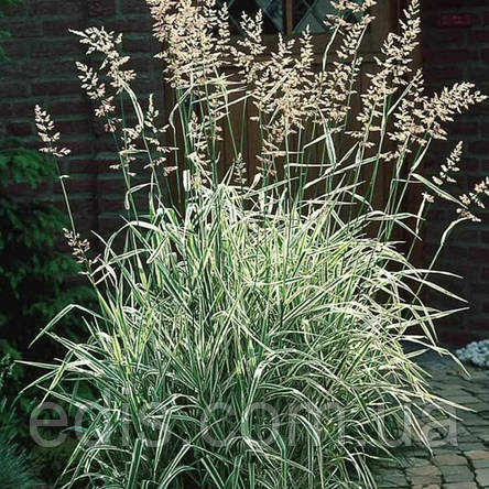 Фалярис Триколор, декоративний злак, саджанець, фото 1