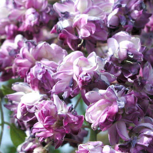 Саджанці гліцинії "Блек Дрегон" (Black Dragon) ЩЕПЛЕНА