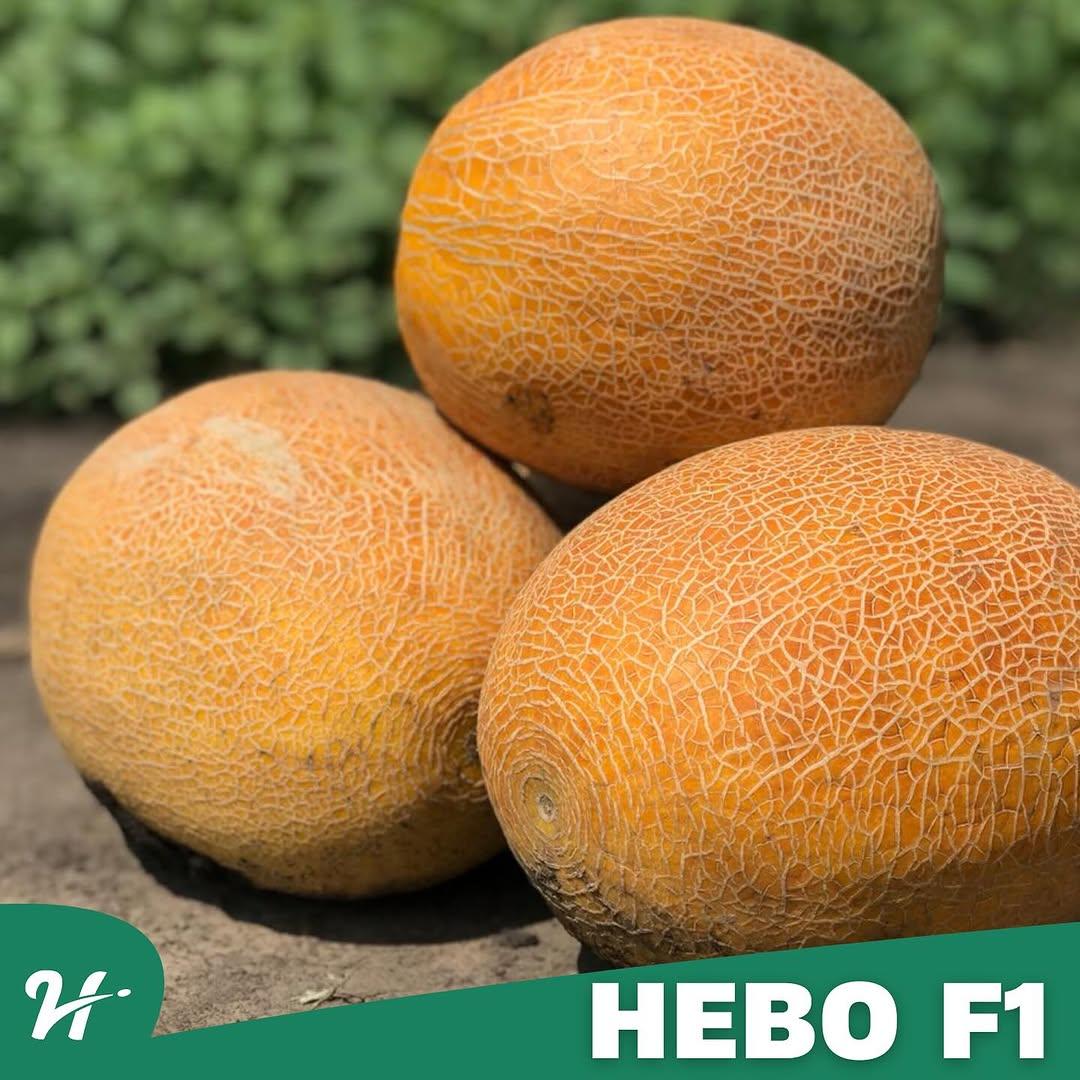 Нево F1 (1000 нас.) насіння дині Hazera
