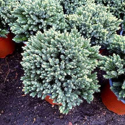 Ялівець Блю Стар / С2 / d 20-25 / Juniperus Blue Star, фото 1