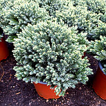 Ялівець Блю Стар / С2 / d 20-25 / Juniperus Blue Star, фото 2