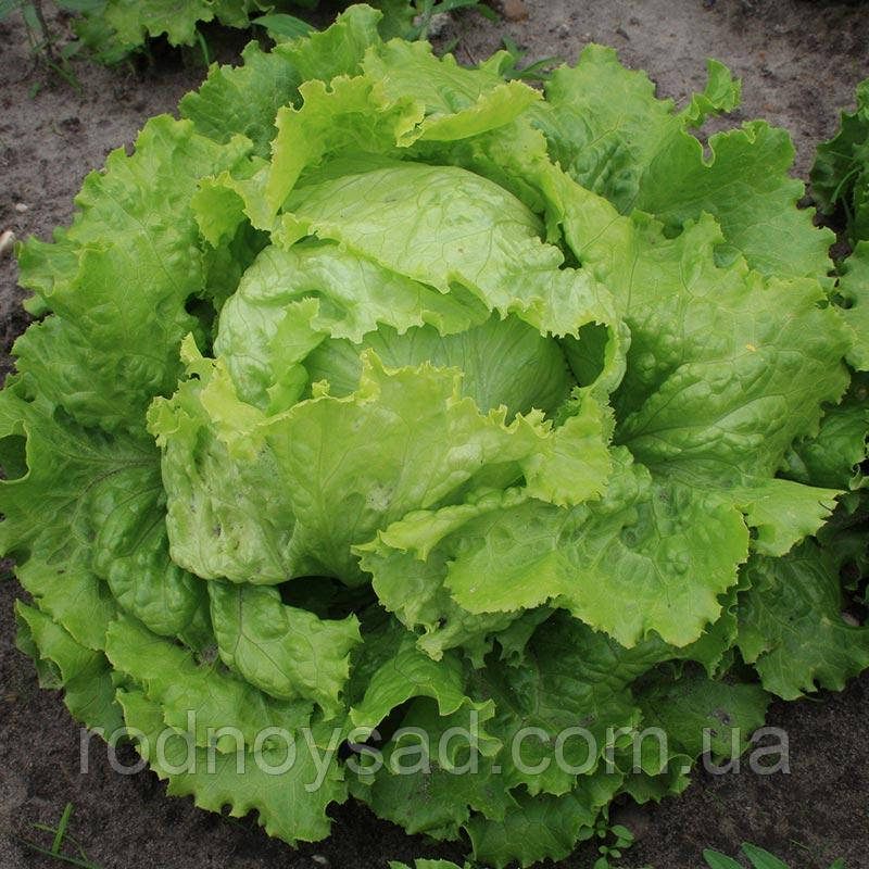 Салат Айсберг насіння (1 гр) латук качанний ранній, For Hobby, TM GL Seeds