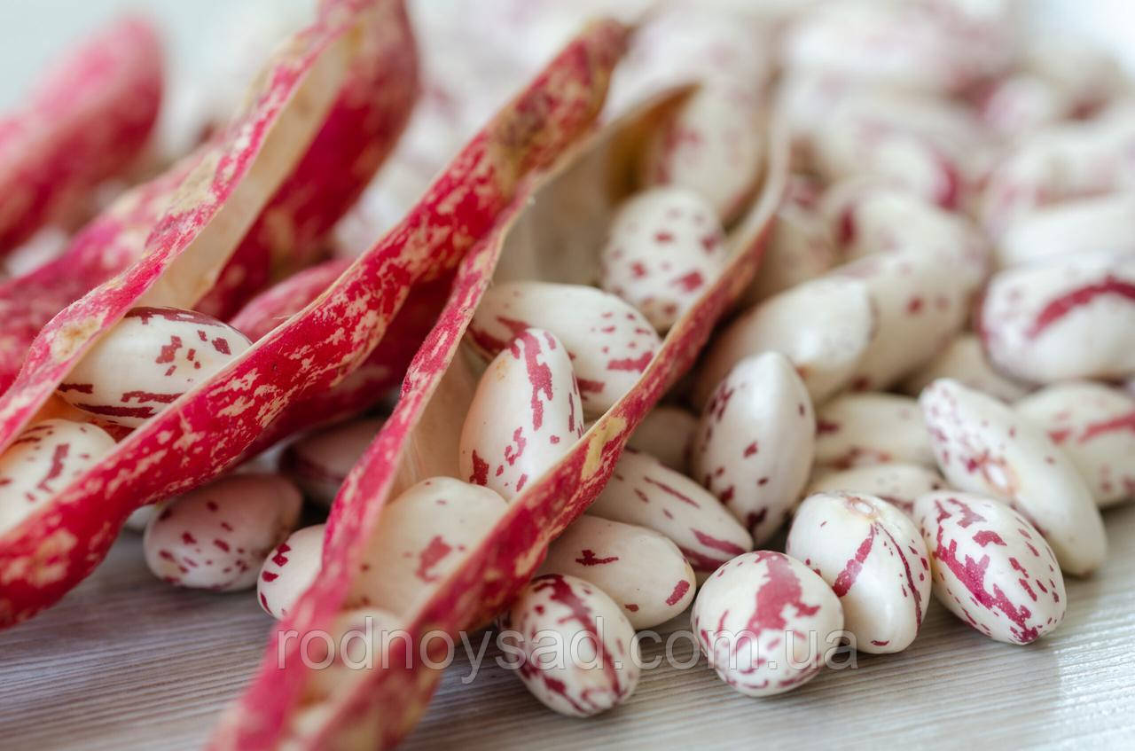 Квасоля спаржева Борлотто насіння (15 гр) кущова рання Professional, TM GL Seeds, фото 1