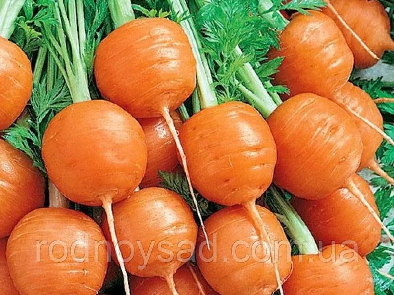 Морква Паризький Маркет насіння (1 гр) кругла рання For Hobby, TM GL Seeds