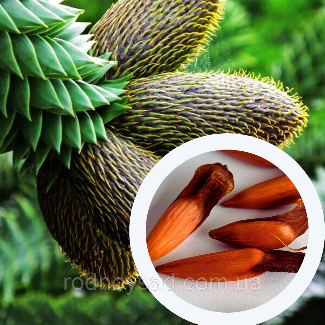 Араукарія Чилійська насіння (3 шт) (Araucaria araucana) вічнозелена морозостійка декоративна