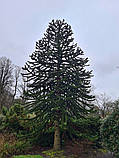 Араукарія Чилійська насіння (3 шт) (Araucaria araucana) вічнозелена морозостійка декоративна, фото 3