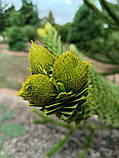 Араукарія Чилійська насіння (3 шт) (Araucaria araucana) вічнозелена морозостійка декоративна, фото 5