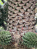 Араукарія Чилійська насіння (3 шт) (Araucaria araucana) вічнозелена морозостійка декоративна, фото 6