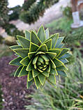 Араукарія Чилійська насіння (3 шт) (Araucaria araucana) вічнозелена морозостійка декоративна, фото 7