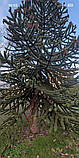 Араукарія Чилійська насіння (3 шт) (Araucaria araucana) вічнозелена морозостійка декоративна, фото 8