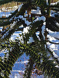Араукарія Чилійська насіння (3 шт) (Araucaria araucana) вічнозелена морозостійка декоративна, фото 9