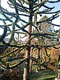 Араукарія Чилійська насіння (3 шт) (Araucaria araucana) вічнозелена морозостійка декоративна, фото 10