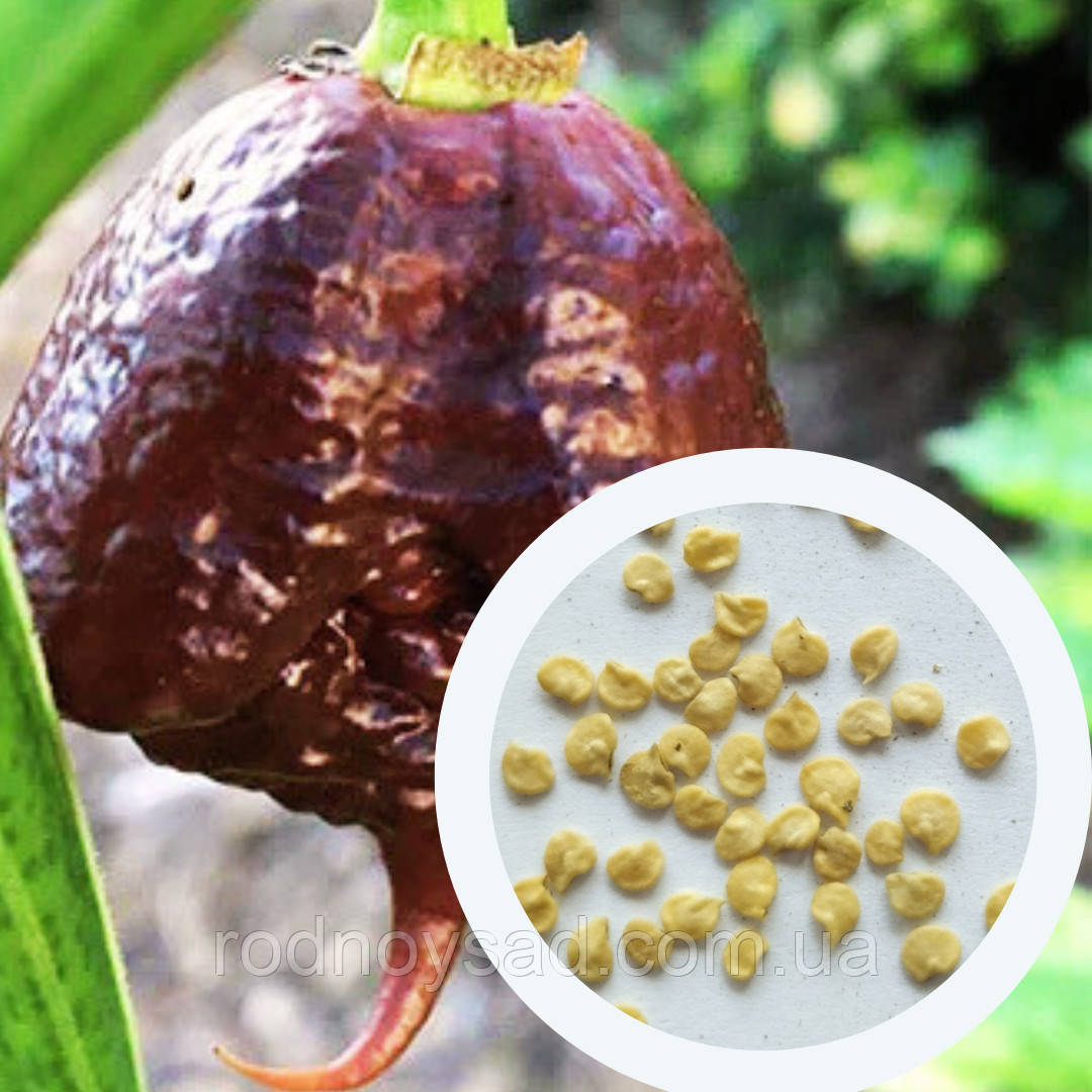 Перець гострий Carolina Reaper Chocolate насіння (5 шт) Кароліна Ріпер шоколад каролінський жнець чілі суперхот до 2 200 000 SHU, фото 1