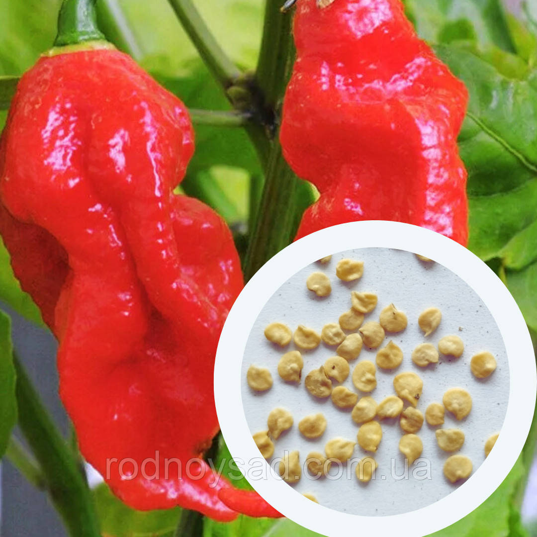 Перець гострий Bhut Jolokia red насіння (10 шт) Бхут Джолокія червоний суперхот