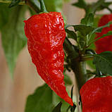 Перець гострий Bhut Jolokia red насіння (10 шт) Бхут Джолокія червоний суперхот, фото 3