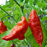 Перець гострий Bhut Jolokia red насіння (10 шт) Бхут Джолокія червоний суперхот, фото 4