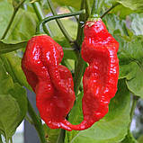 Перець гострий Bhut Jolokia red насіння (10 шт) Бхут Джолокія червоний суперхот, фото 5