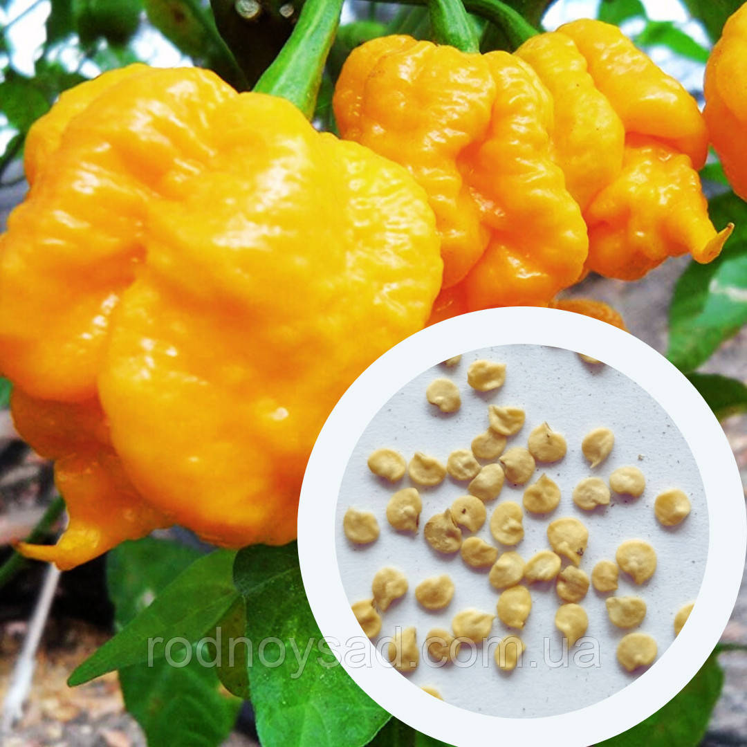 Перець гострий 7 Pot yellow насіння (10 шт) жовтий суперхот